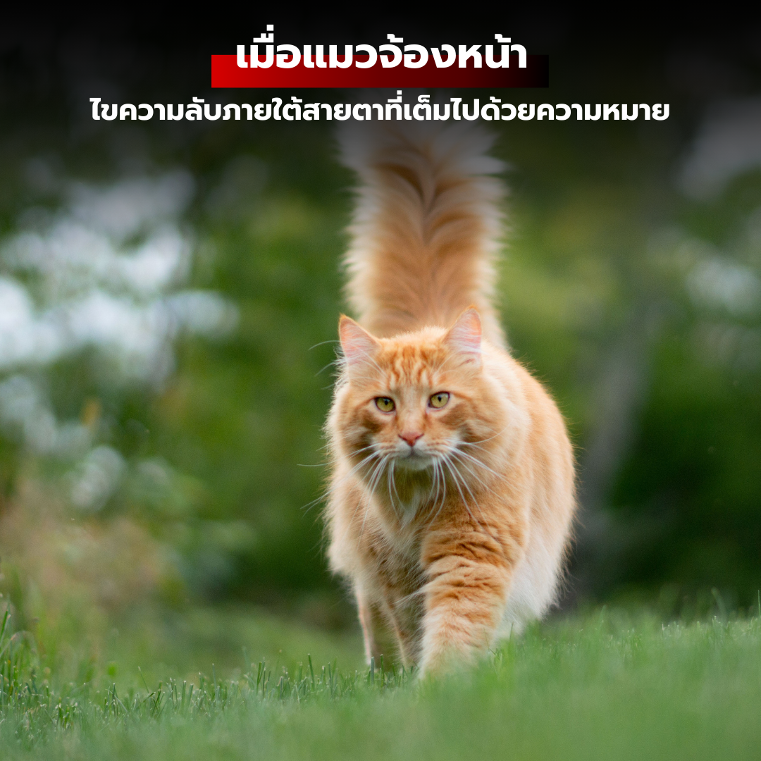 เมื่อแมวจ้องหน้า: ไขความลับภายใต้สายตาที่เต็มไปด้วยความหมาย