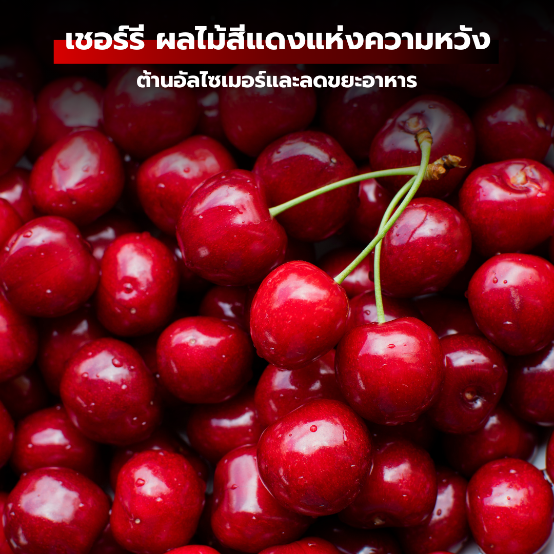 เชอร์รี: ผลไม้สีแดงแห่งความหวัง ต้านอัลไซเมอร์และลดขยะอาหาร