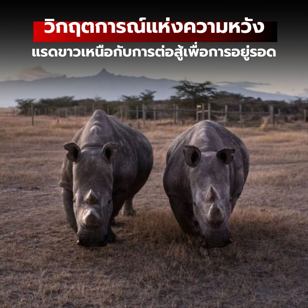 วิกฤตการณ์แห่งความหวัง: แรดขาวเหนือกับการต่อสู้เพื่อการอยู่รอด