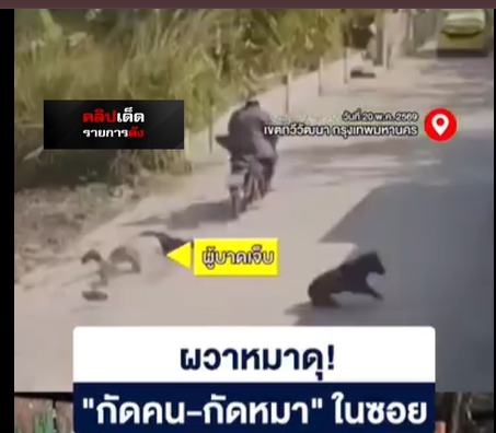 ข้อพิพาทและการเผชิญหน้า: เมื่อสัตว์เลี้ยงในชุมชนกลายเป็นชนวนความขัดแย้ง