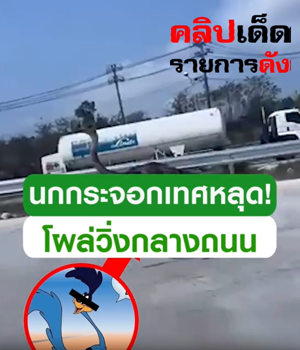 เมื่อป่าคอนกรีตกลายเป็นลู่วิ่ง: ปรากฏการณ์นกกระจอกเทศหลุดบนท้องถนนเมืองระยอง